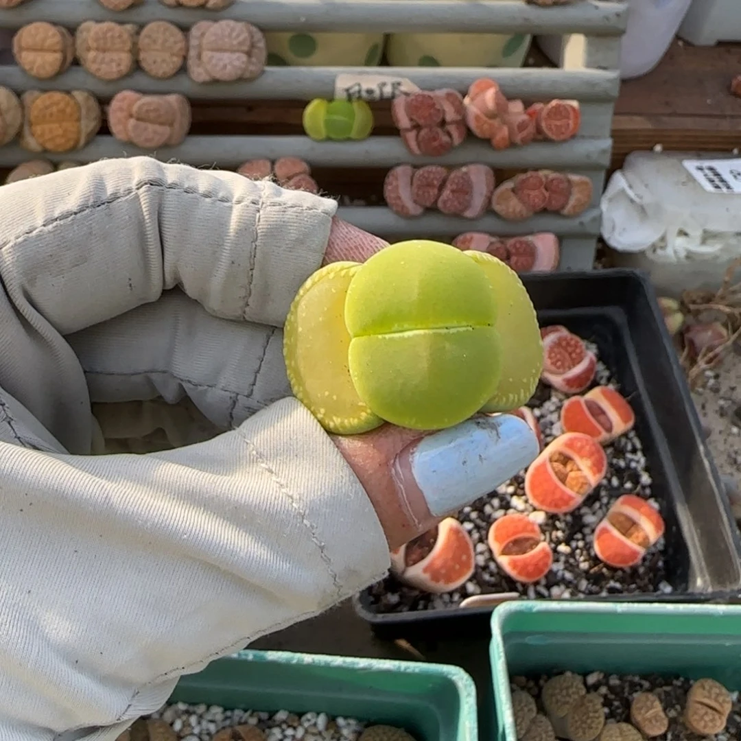 美****~3.24辛然园艺绿光阳8152。