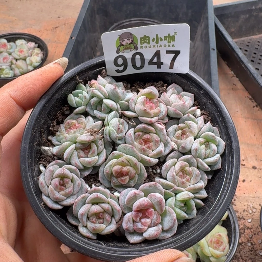 多肉植物多肉植物