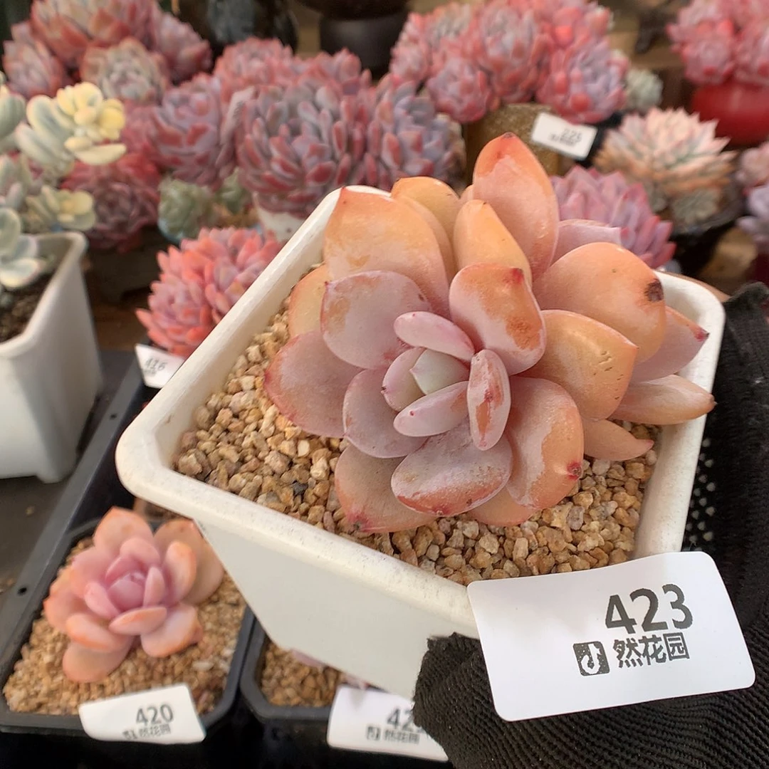 423奶茶多肉植物66666