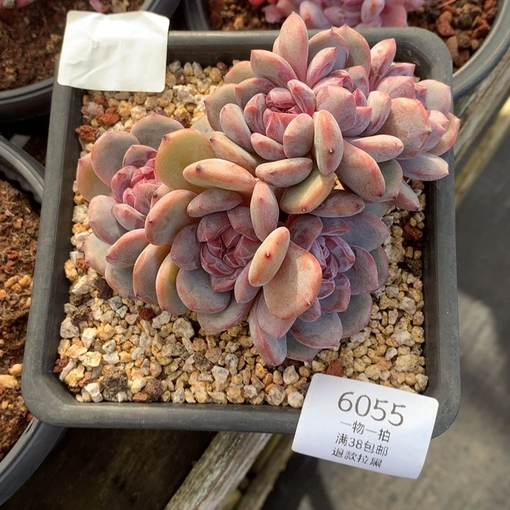 6055石榴籽星影小树朵朵老庄