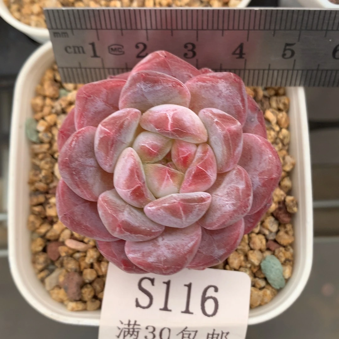 116。粉魄。秘境糖心。