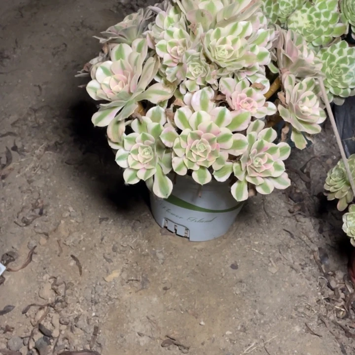 54粉女巫多肉植物多肉