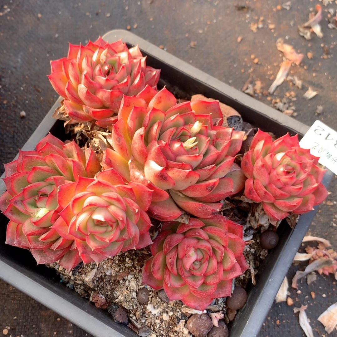 4342杂交多肉植物