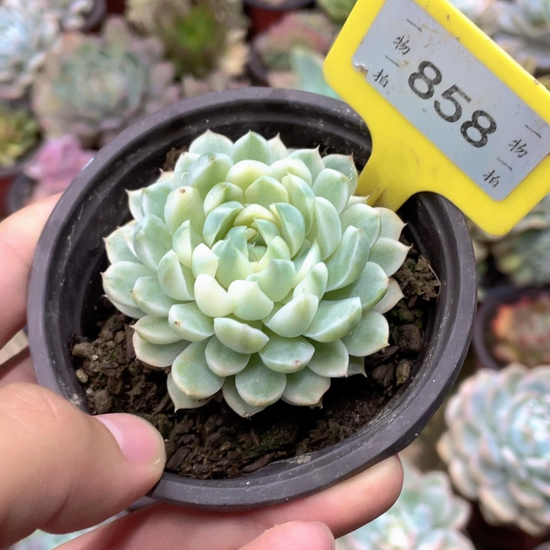 汐***娘858号多肉植物盆栽