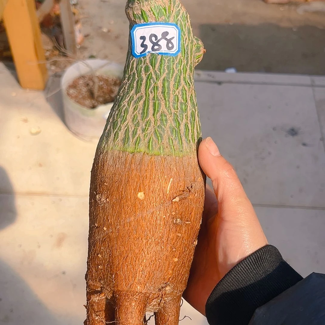 潮流植物龟甲木棉8.5公分