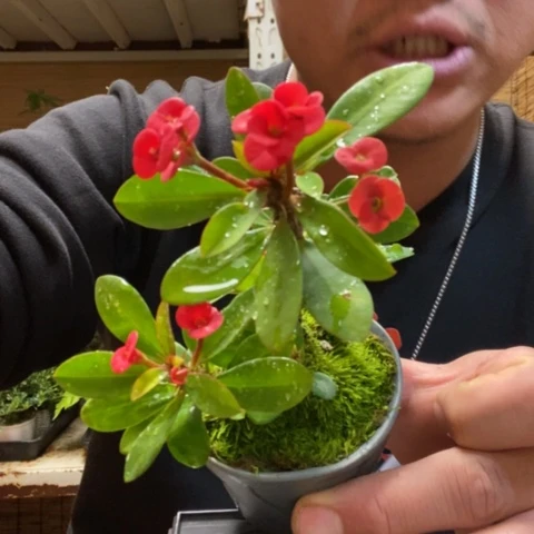 红陶一物一拍所见即所得25