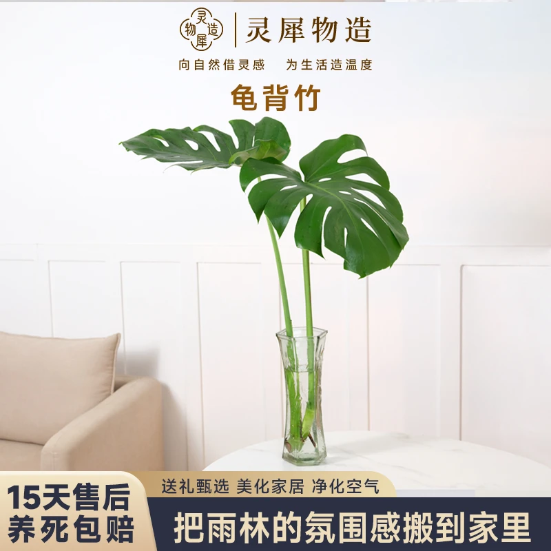 【灵犀物造】龟背竹大叶片办公室桌面盆栽绿植室内净化好养清新