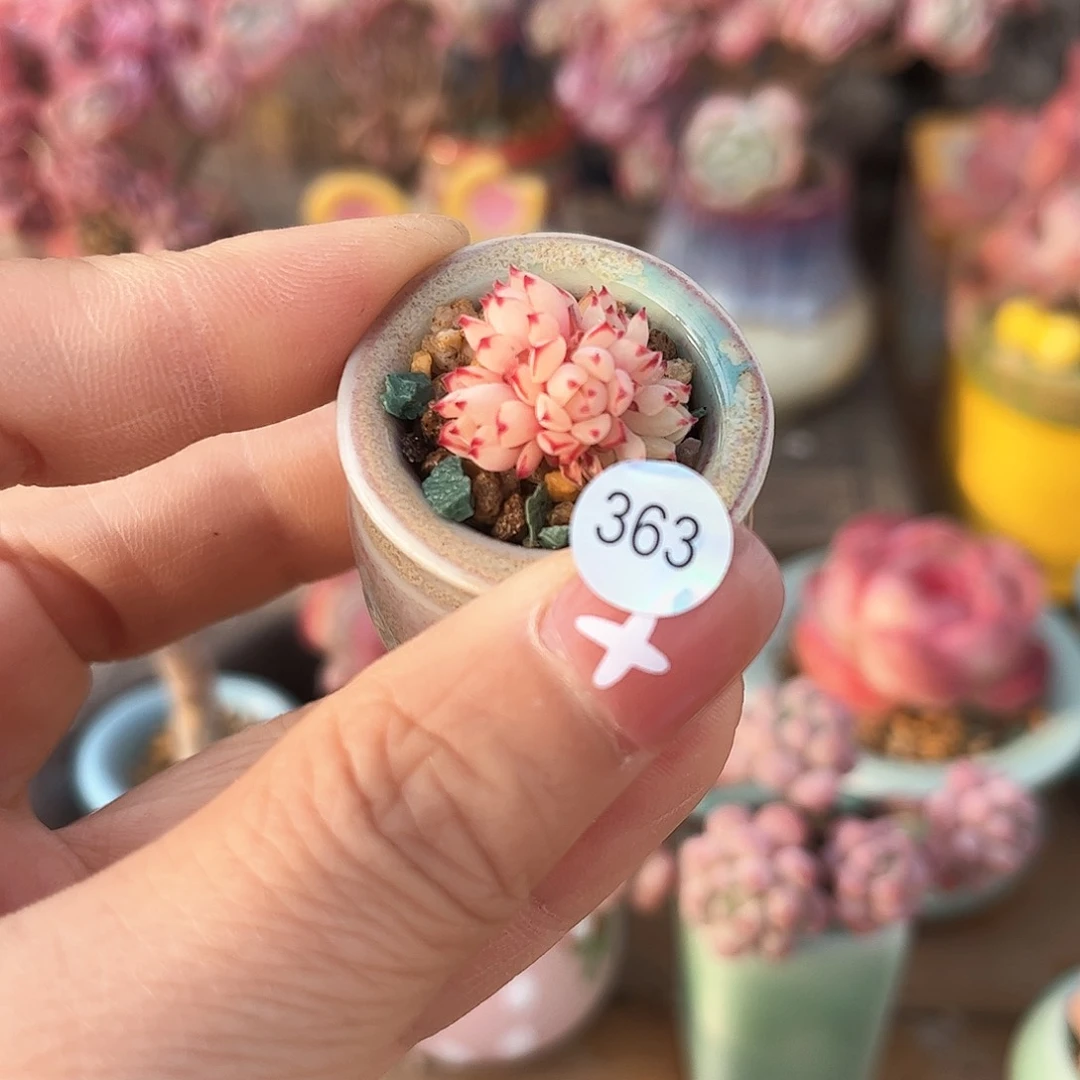 c**n363 多肉含盆土30元除偏远