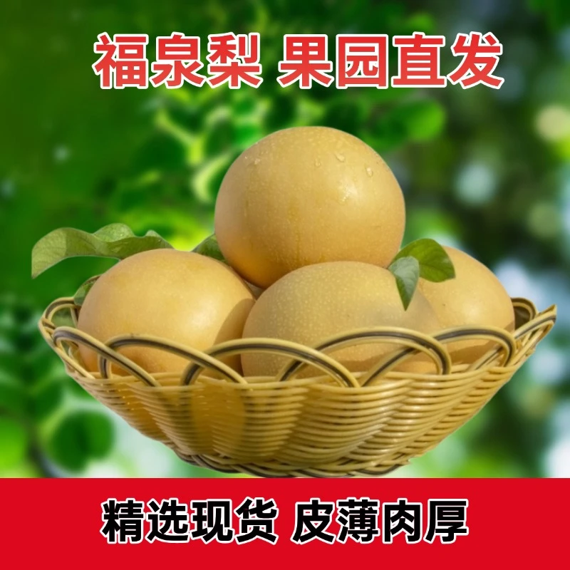 正宗福泉梨金秋梨生鲜新鲜梨子当季现摘秋月梨蜜梨水果礼盒彩箱