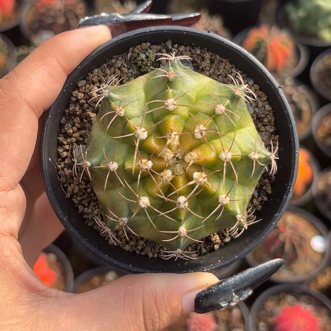 金属色肋骨轮回 带盆土发货