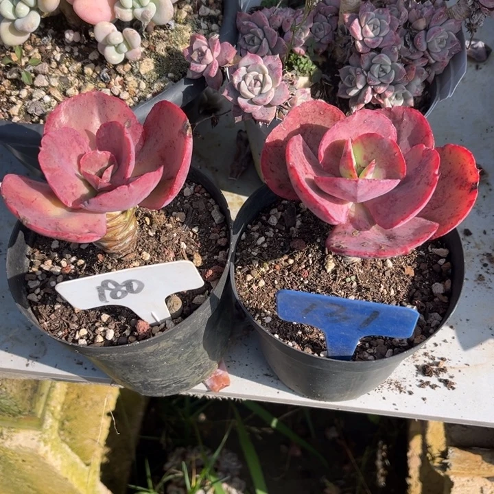 花***8秀妍多肉植物180 131