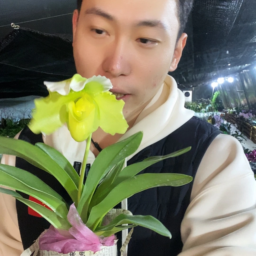 无花朵绿肉饼蝴蝶兰