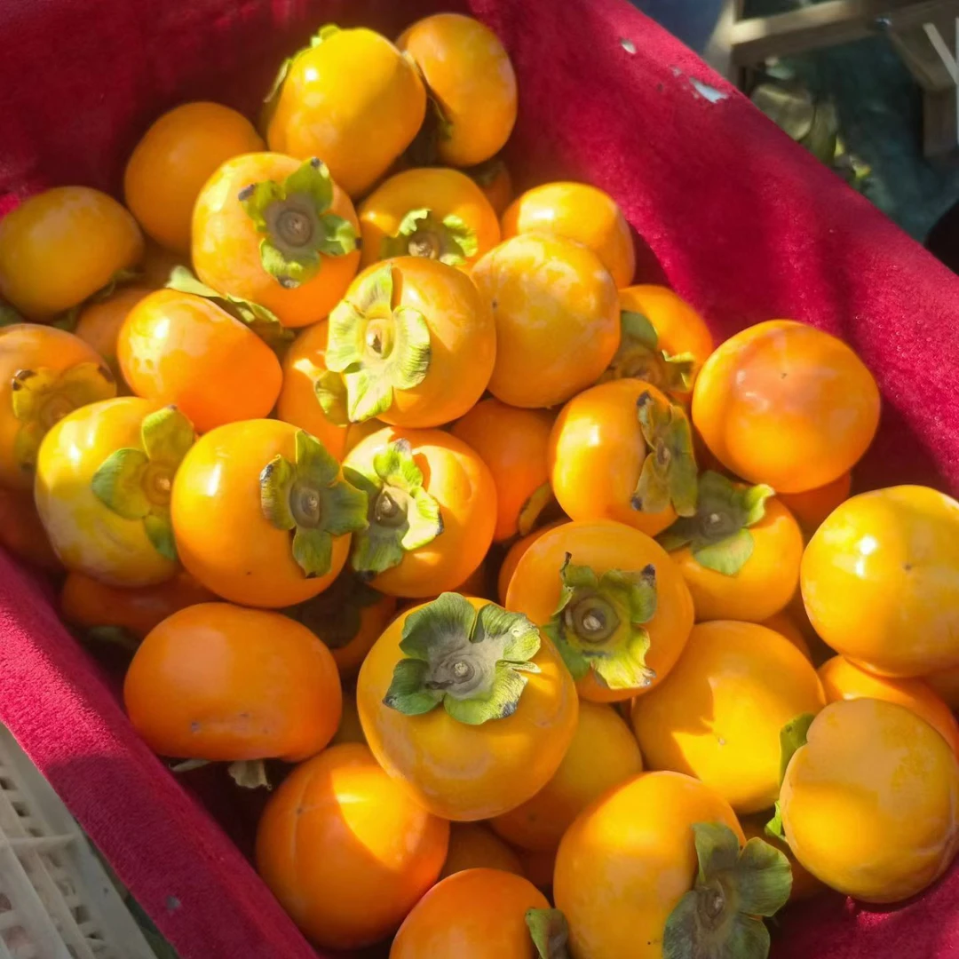 陕西大荔巧克力脆柿新鲜采摘清甜可口脆甜不涩口