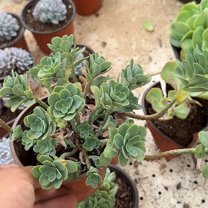 圆叶薄化妆惊鸿一物一拍包装收缩花旱