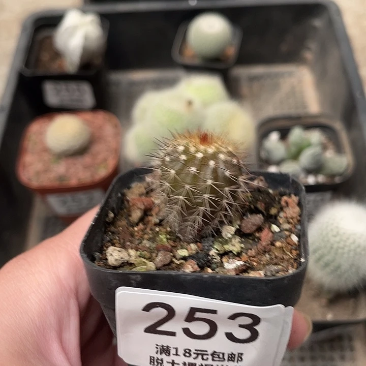 253尤伯球（满18包邮）