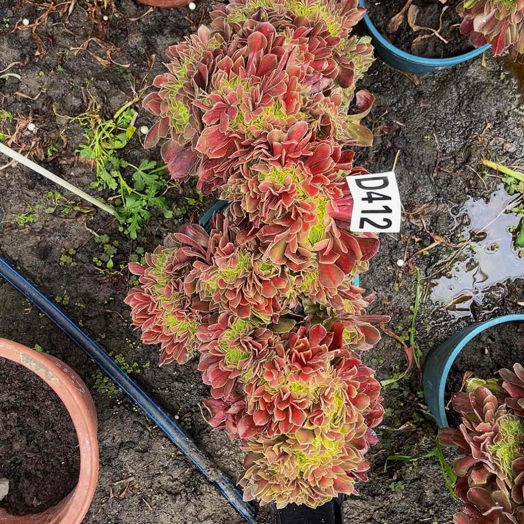 女巫宽中班法师16/-4包邮