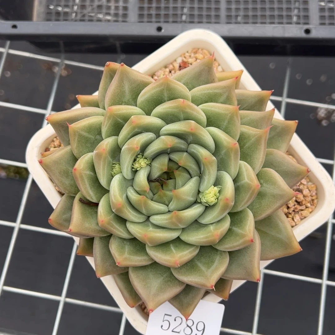 狐**我5289拍肉肉肉肉肉肉肉