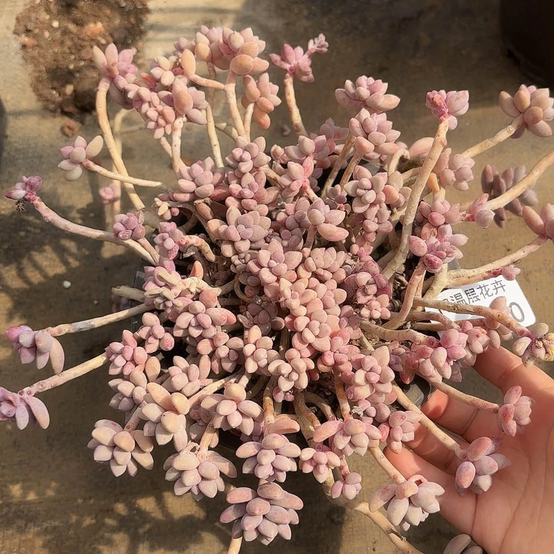 同温层多肉艾香170量拍