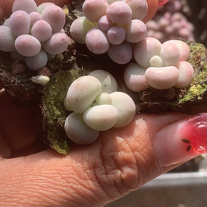 蛋黄2颗。彩虹2颗。（满9.99包邮不满9.99发叶子）