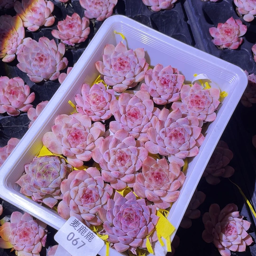 067。   带筐发货。