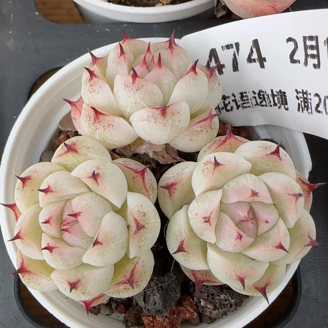 花语逸境0210-474