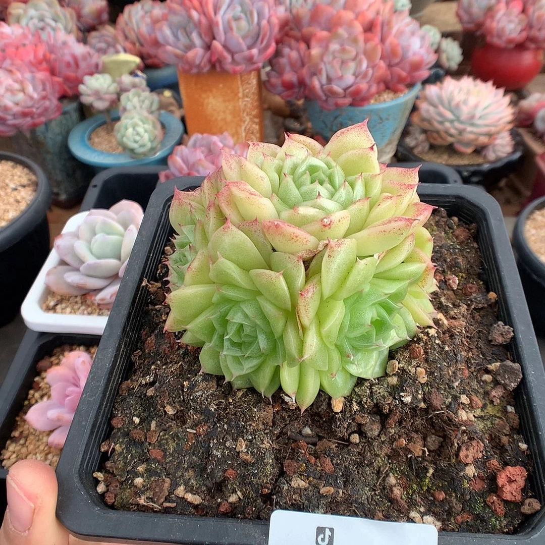 437麦秆多肉植物一物一拍