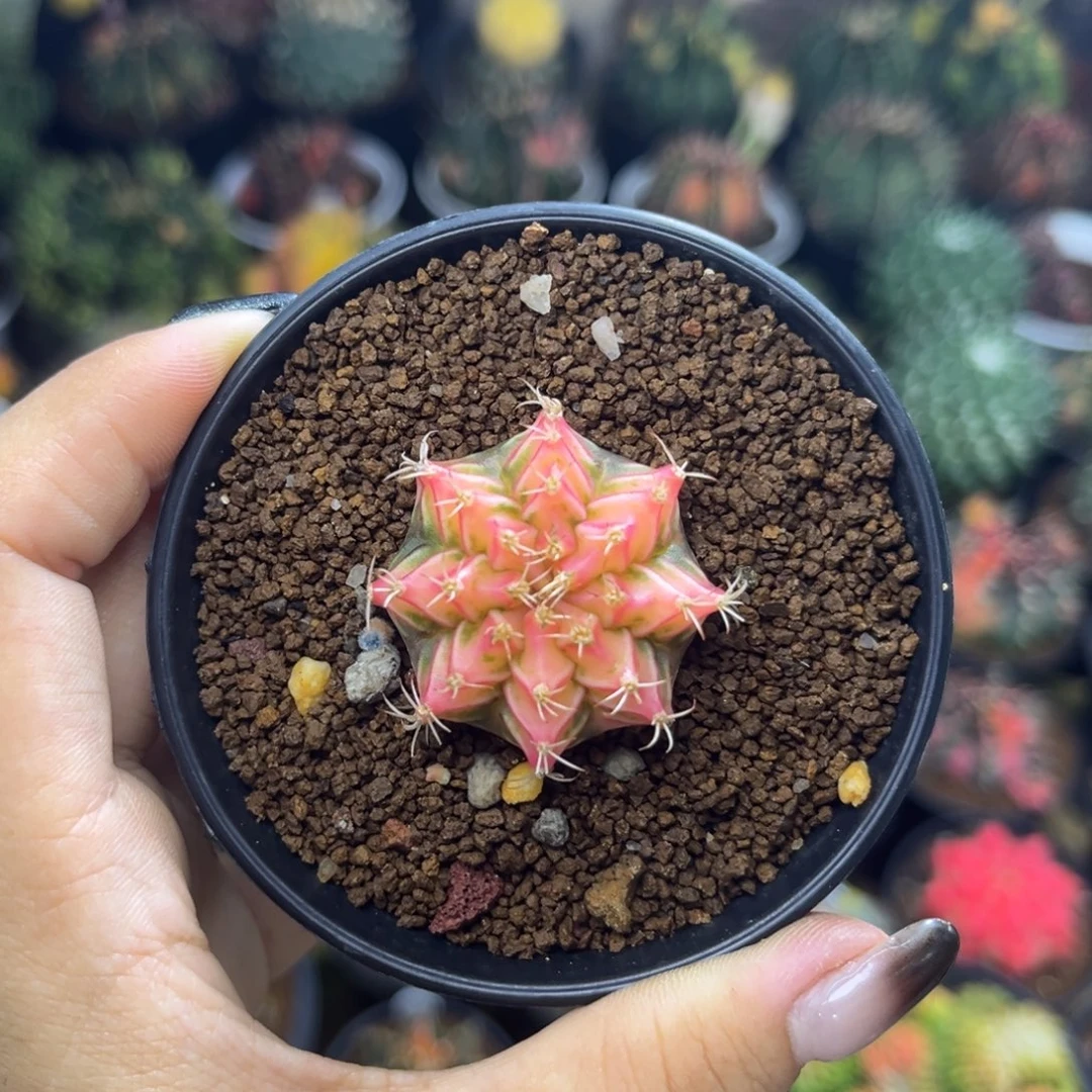 泰系水晶米哈锦 实生福利