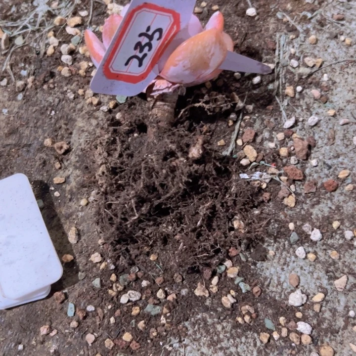 怕****235奶茶一物一拍12