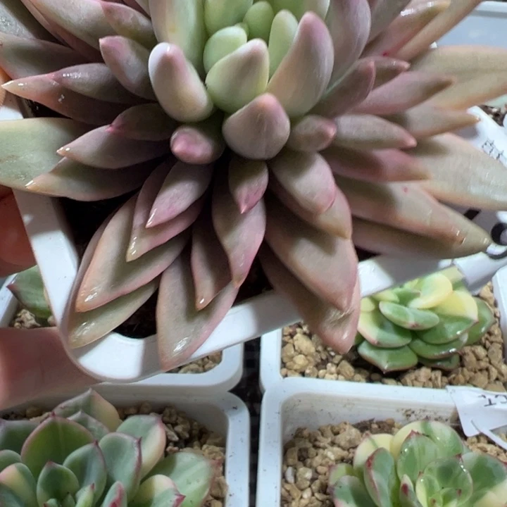 红蜻蜓叠叶锦多肉植物192