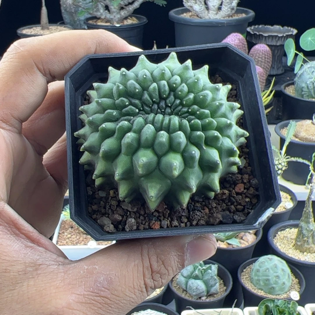 泰系貘缀实生一物一拍