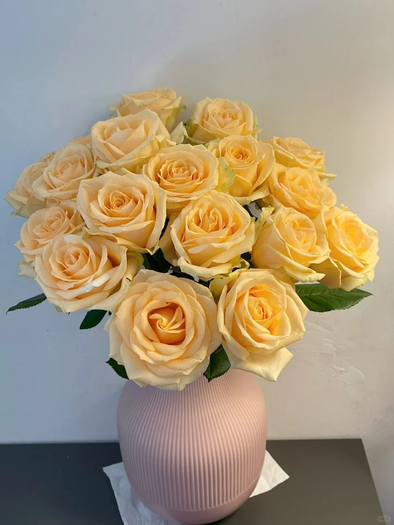 香槟玫瑰 蜜桃雪山  一单包邮三单京东 收到需要醒花