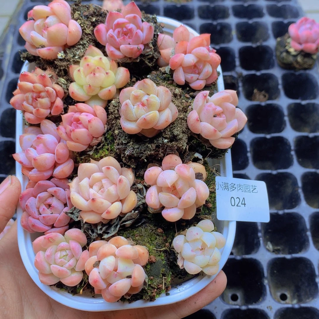 我要去看你了啊024