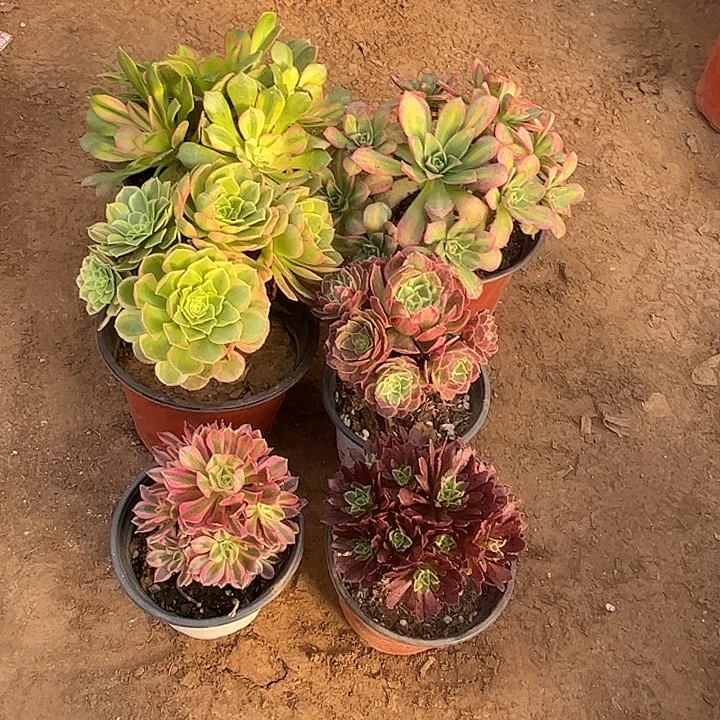 570多肉植物组合，