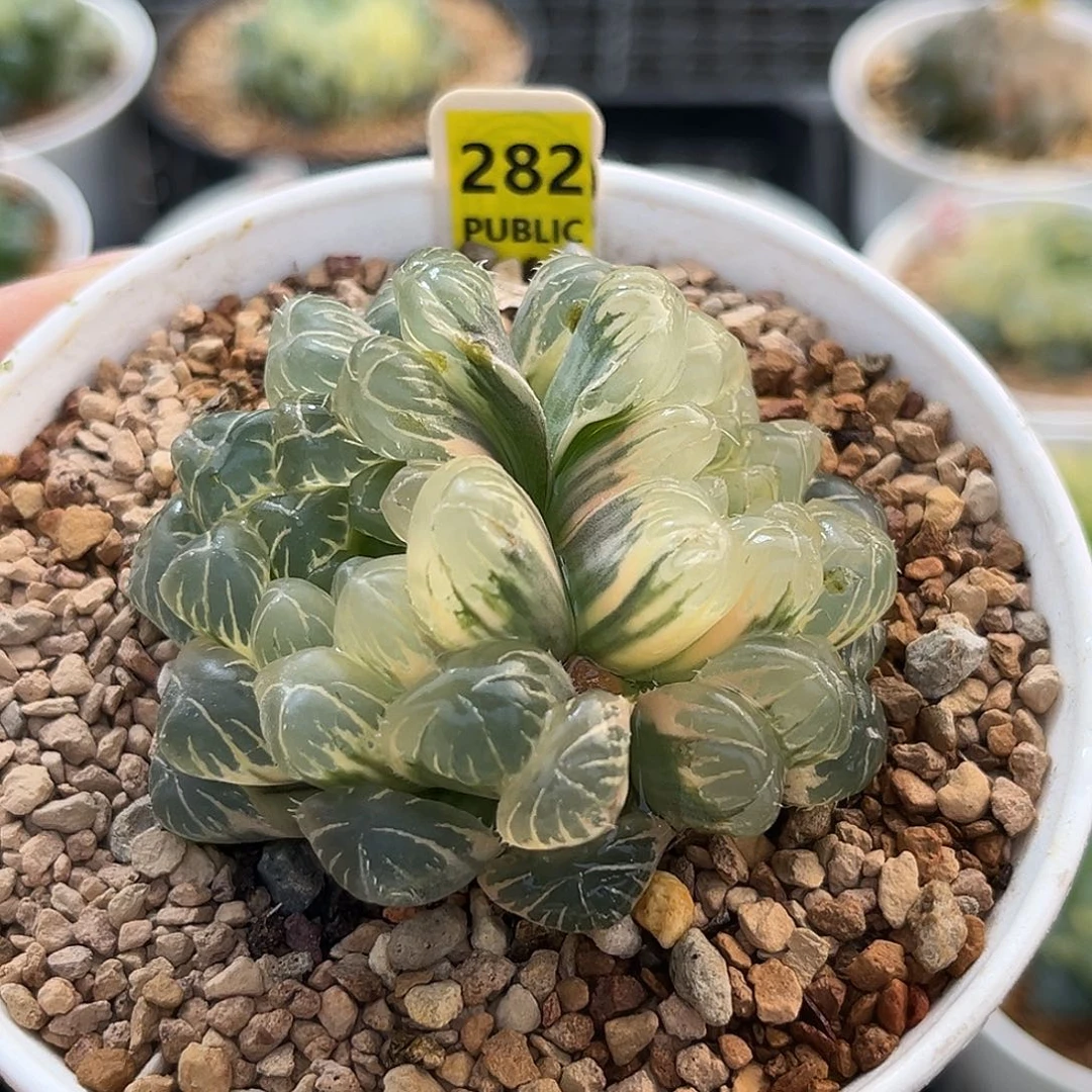 282糊斑湖水玉露锦福利