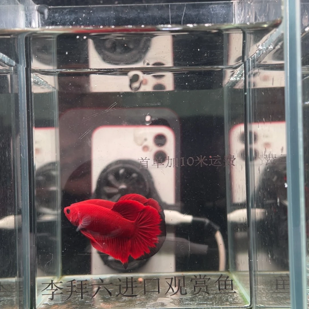 斗鱼印尼精品斗鱼69