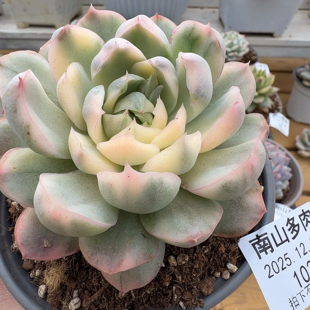 草莓蛋糕锦111225-103