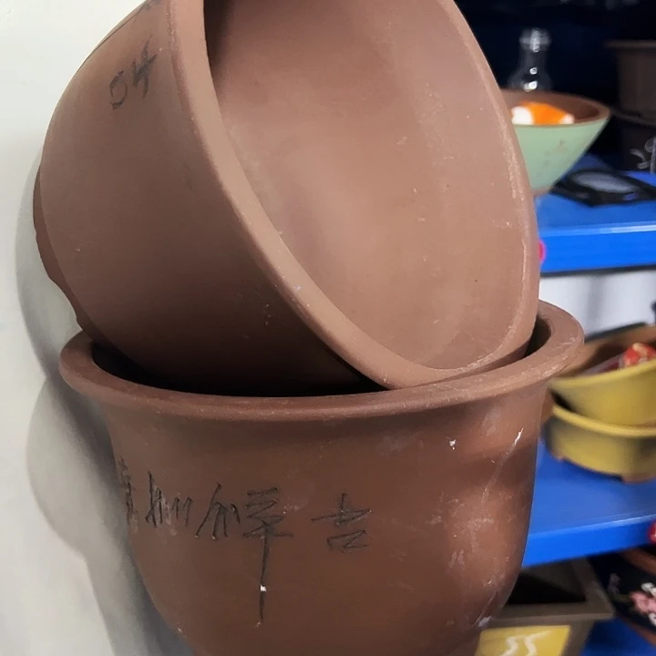 25+25平角金钟花盆花盆花盆
