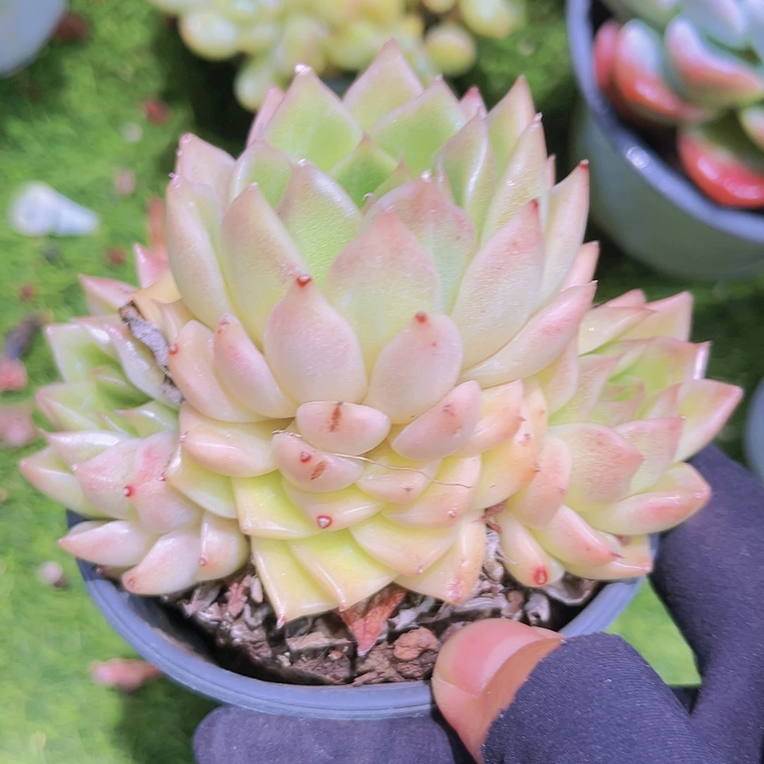 28号998889999999999