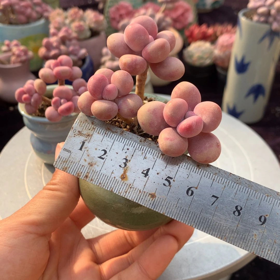 6号带盆偏远地区不包邮的