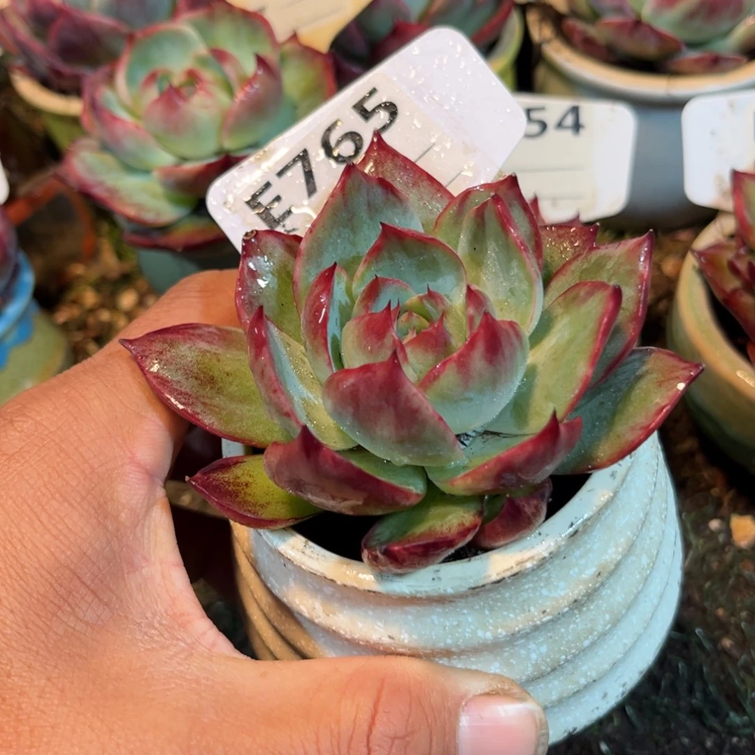 惊鸿一瞥765号多肉