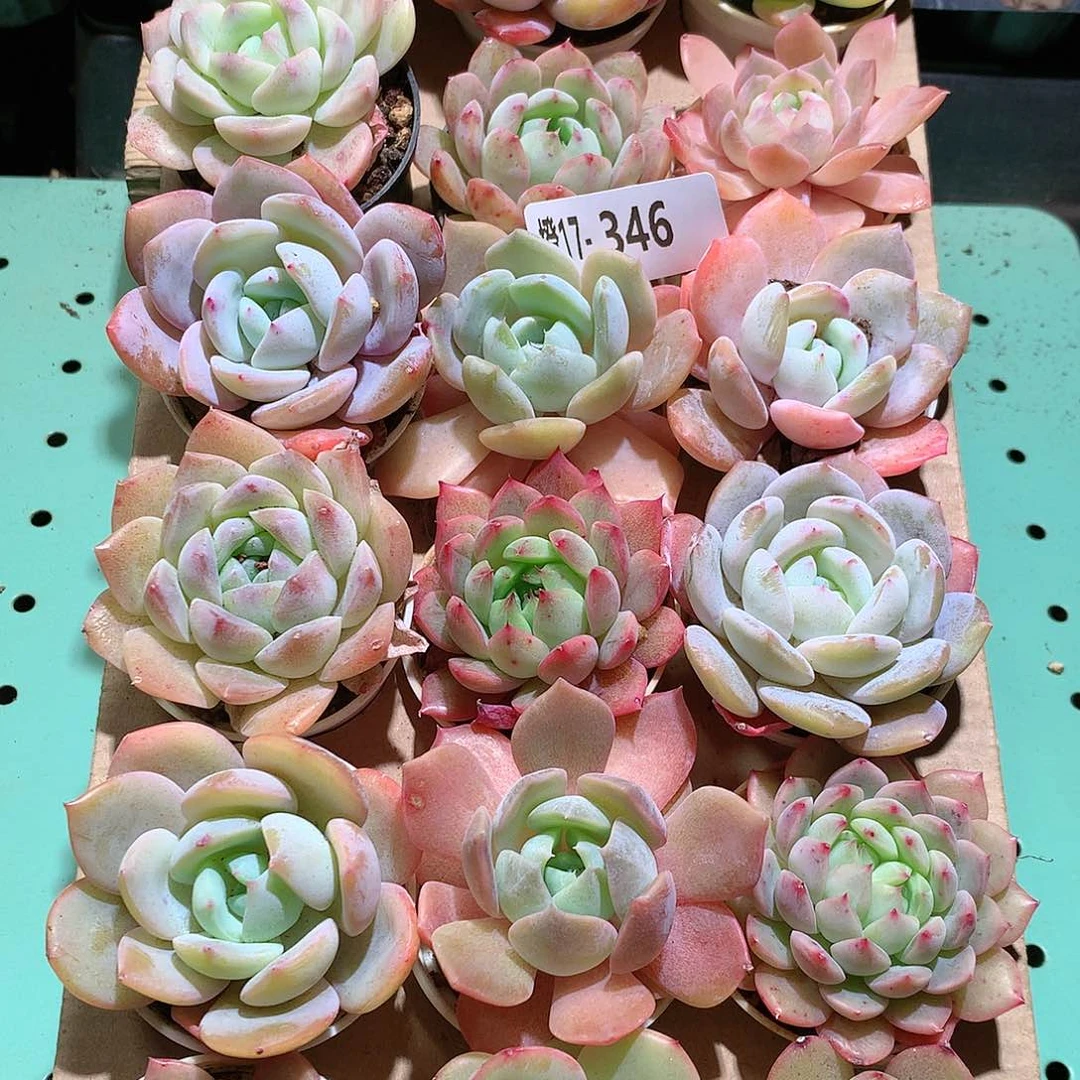 17-346一物一拍带盆18颗