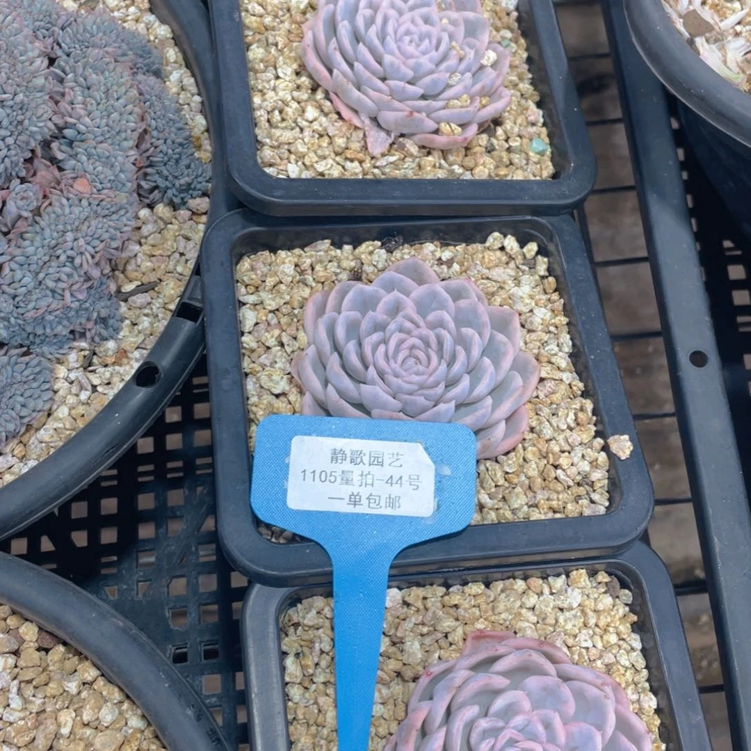 1105-44-墨西哥雪球锦一颗