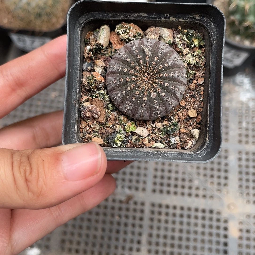 877大型侍童（满18元包邮）