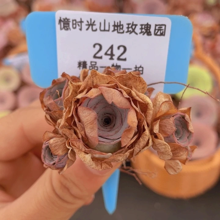 山地玫瑰  242断枝不包损不售后