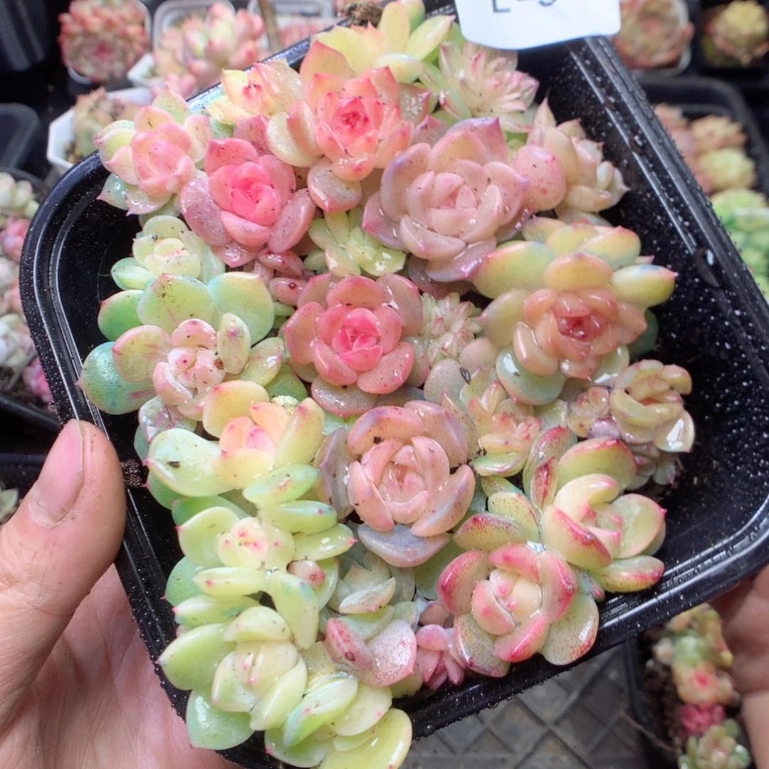无花朵E9 yyyyyyy