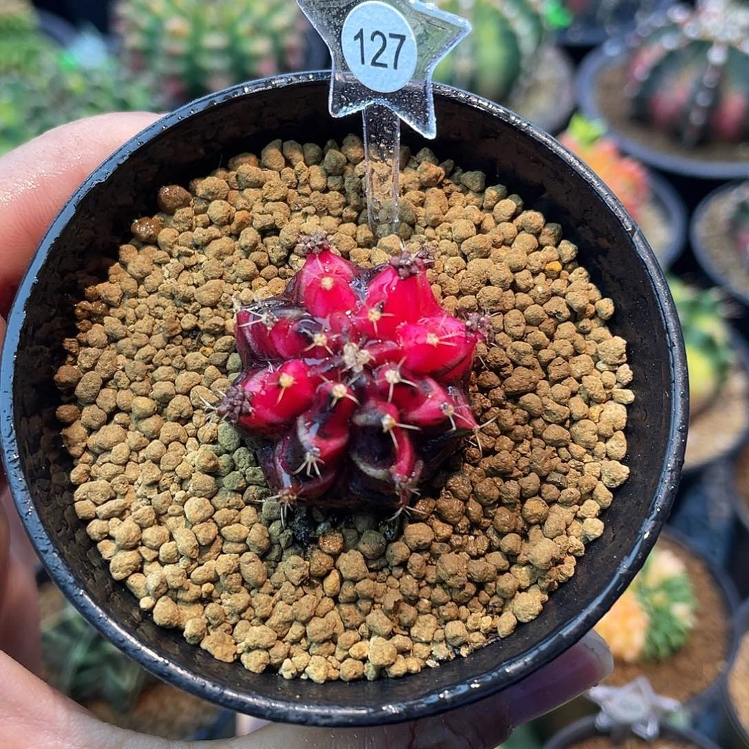 1-127名品上侧芽3.1厘米