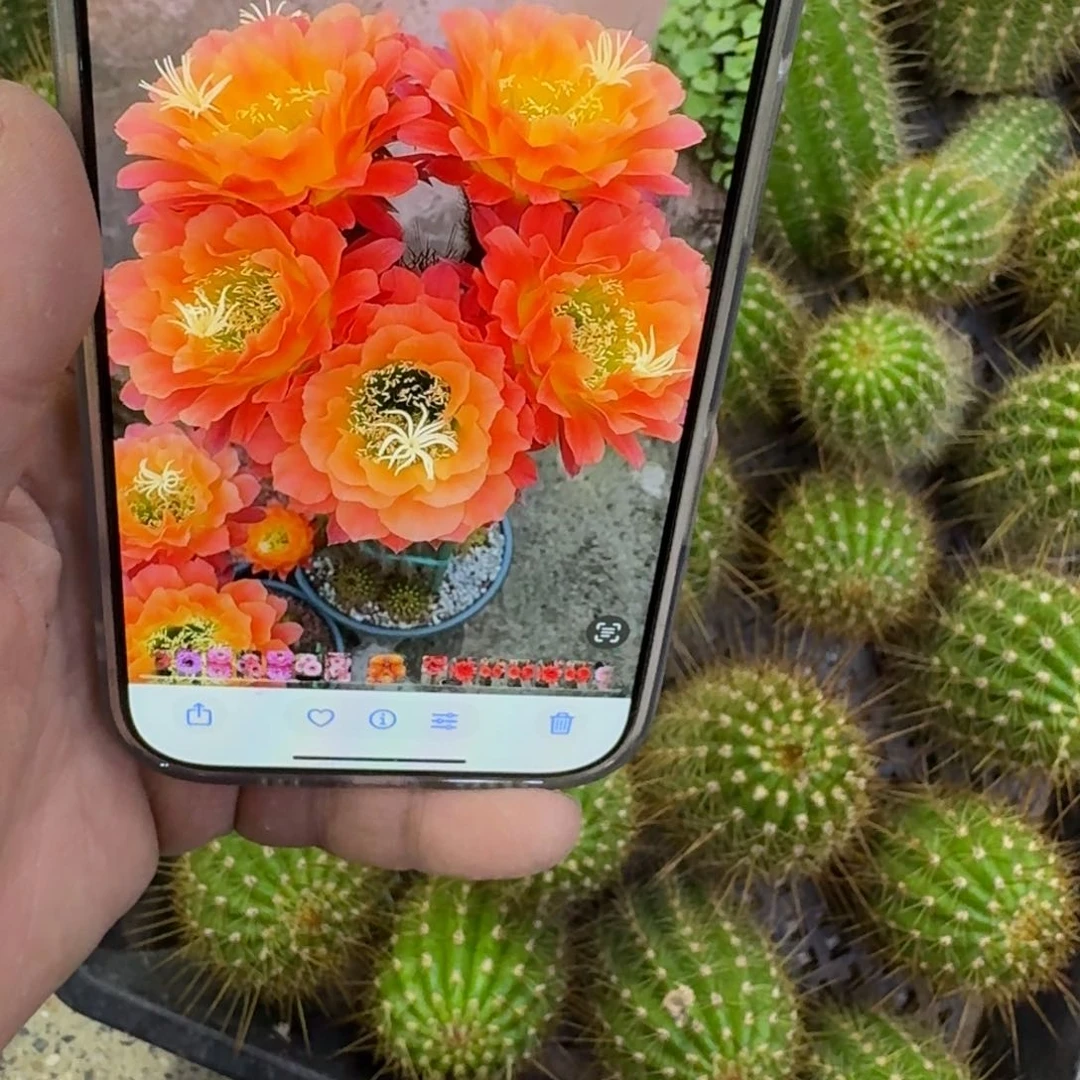 359毛花柱杏光辉歪无根侧牙5公分左右，20包邮