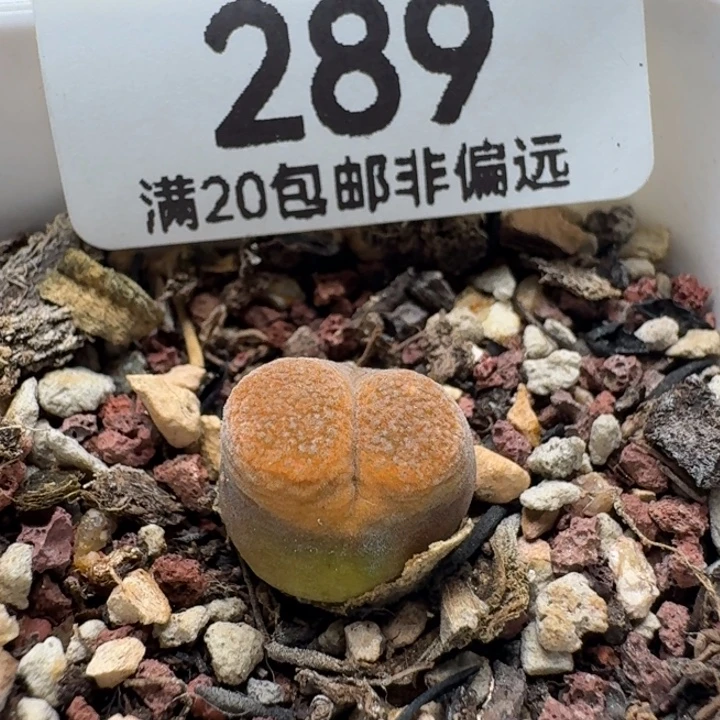 蛋糕1807.8带盆土。