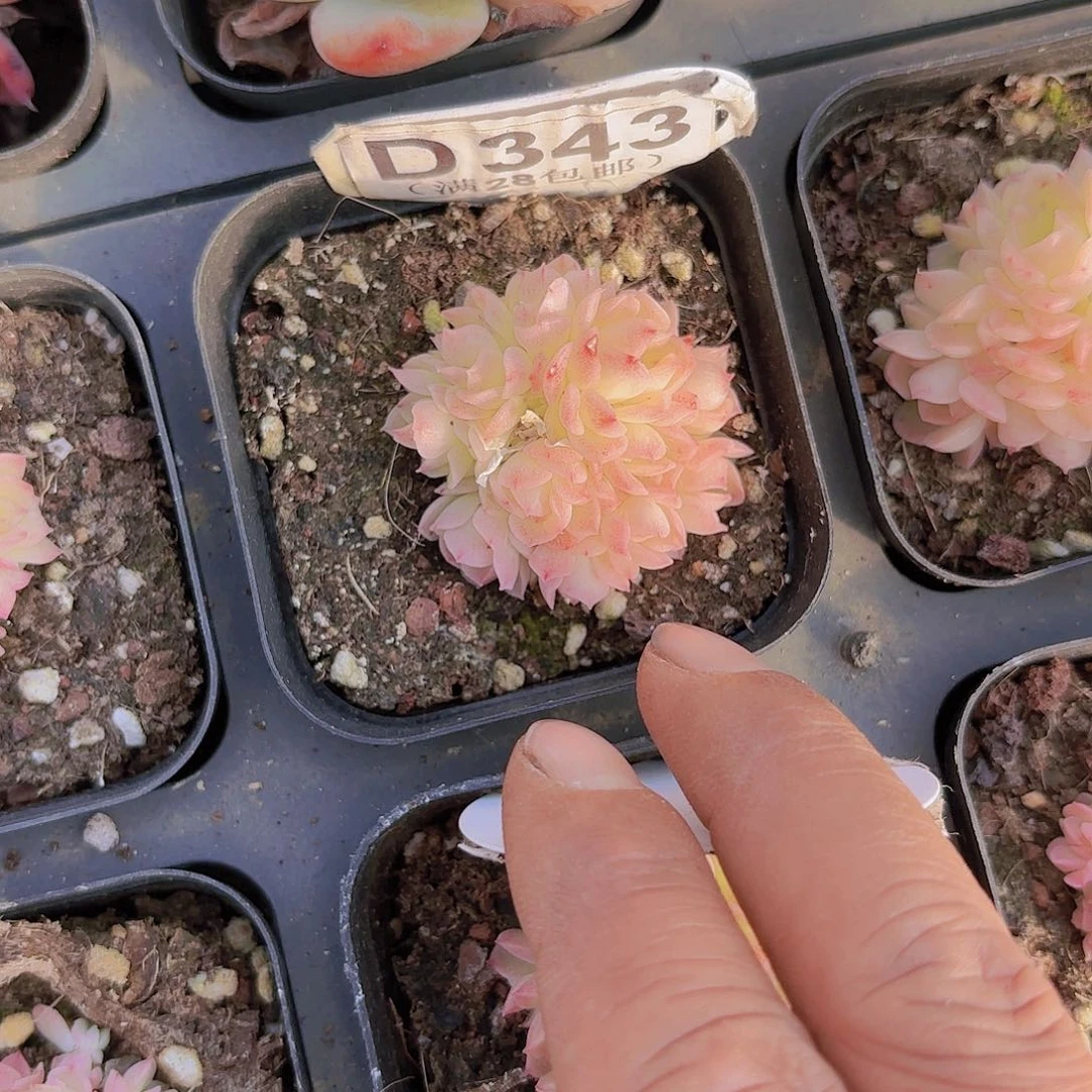 旺***猪D343麦秆一物一拍