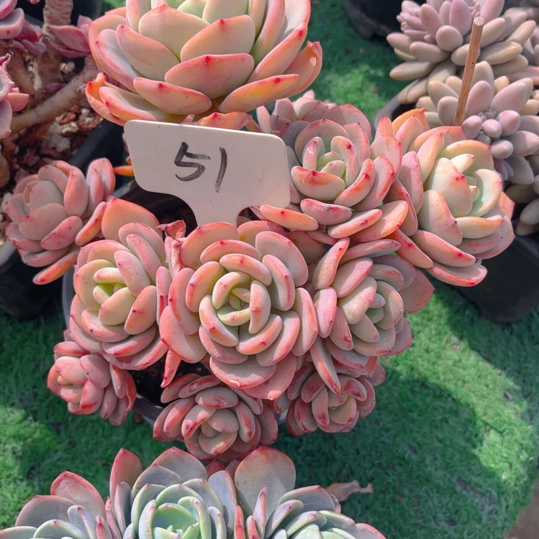 唐***肉51fghjjjjjjjjjn